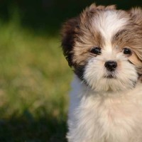Lhasa Apso breed mini puppy minepuppy